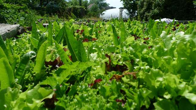 New York series: Community gardens