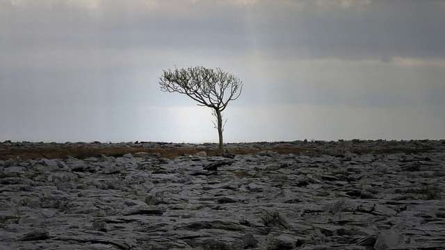 ‘The Green Road’ by Anne Enright