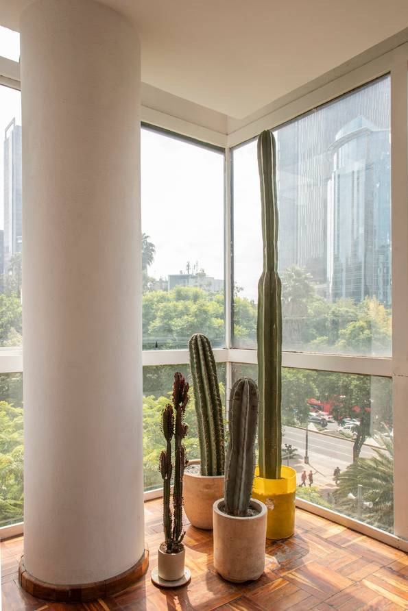No home in Mexico City is complete without cacti 