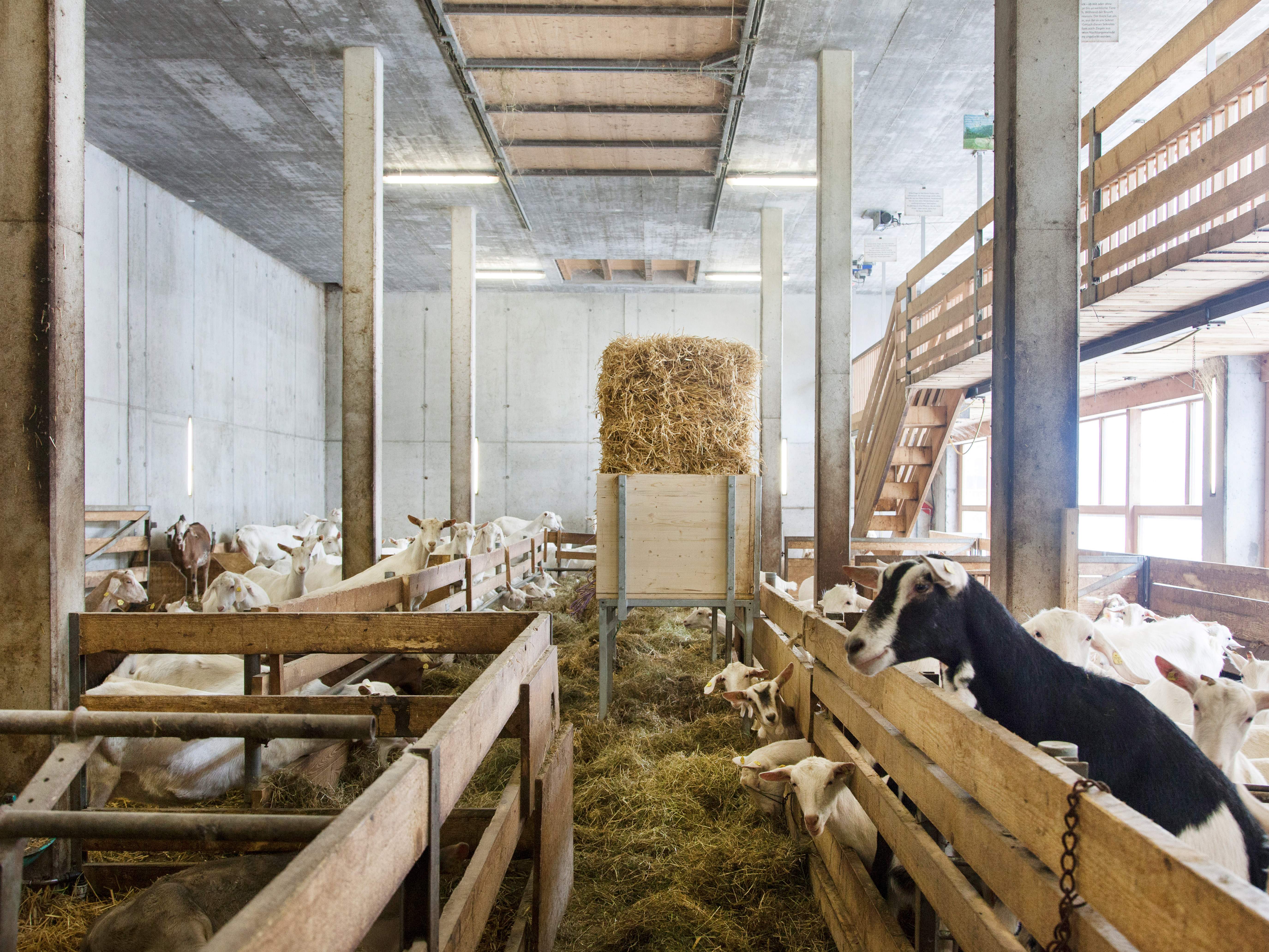 bruggan-goat-barn-127.jpg