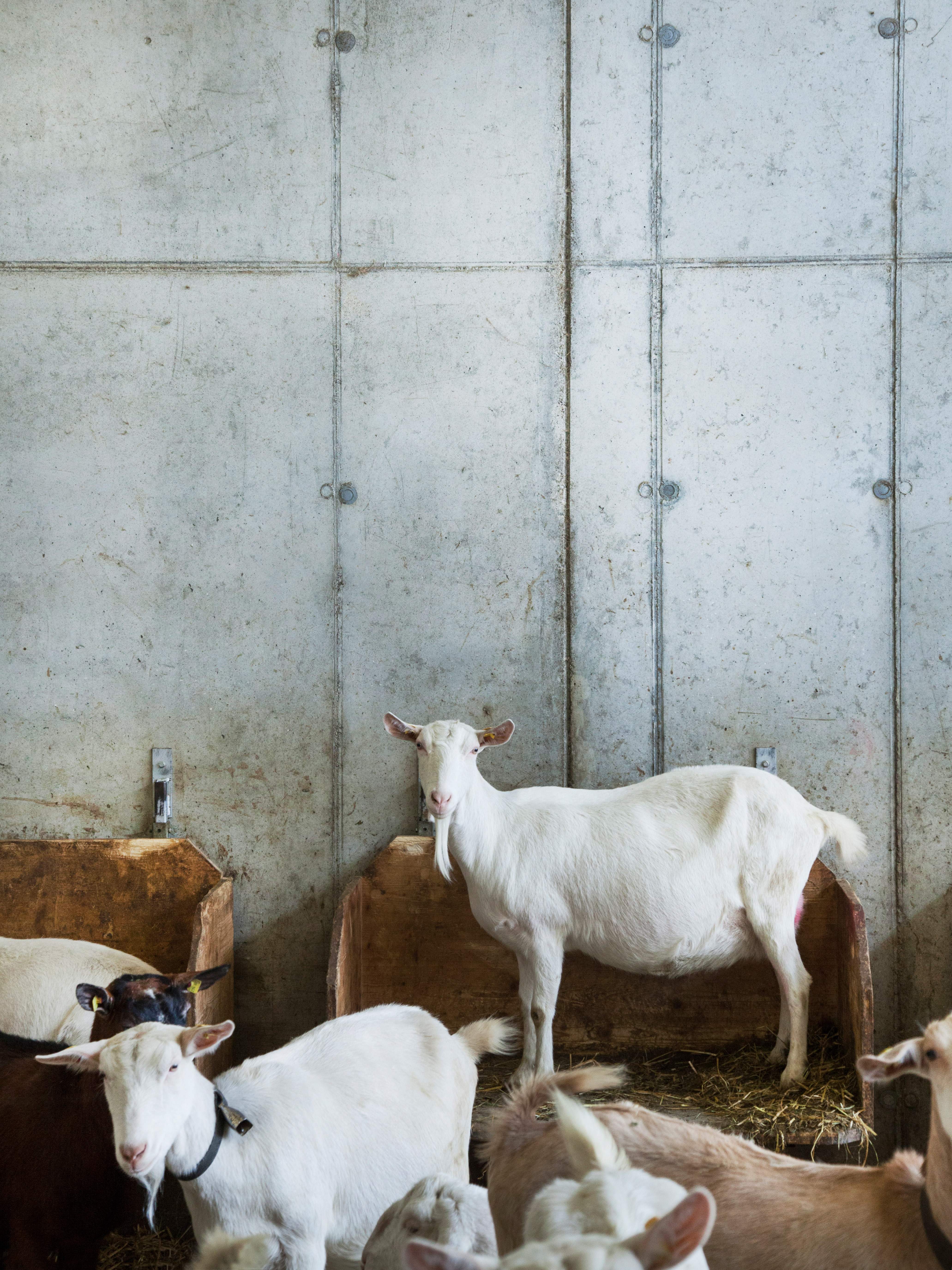 bruggan-goat-barn-188.jpg