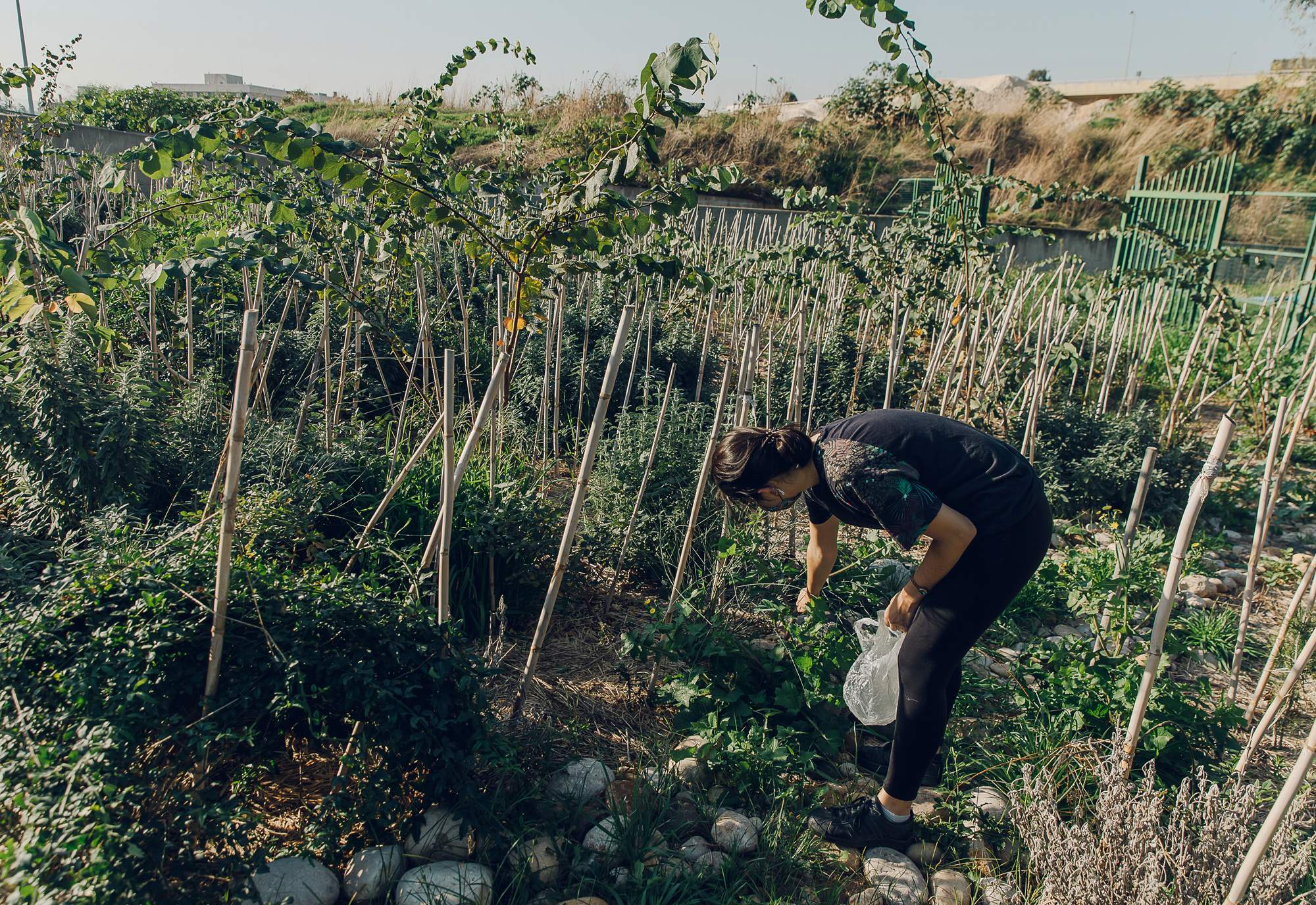 forest_project_klenner_lebanon_high_res_6.jpg