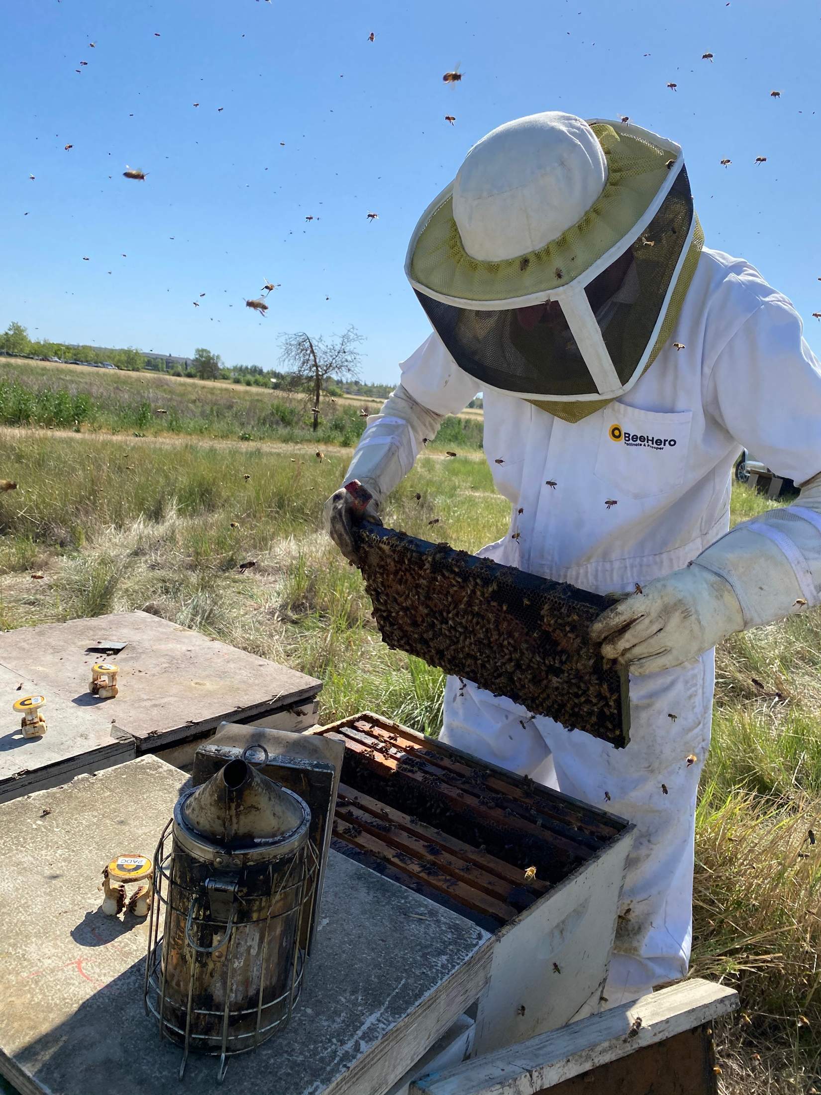 hive-inspection-2-1-copy.jpg