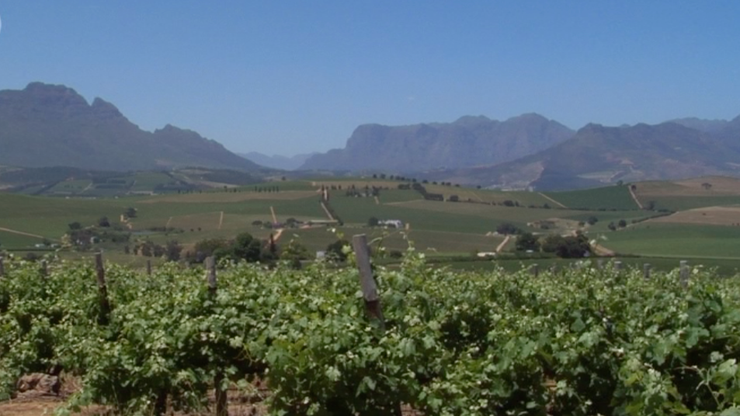 Thandi Wine