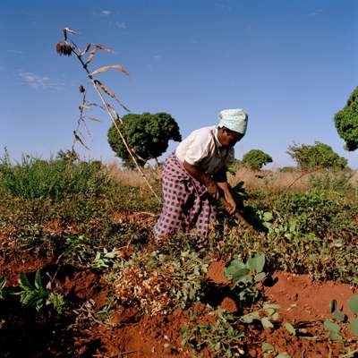 African breadbasket