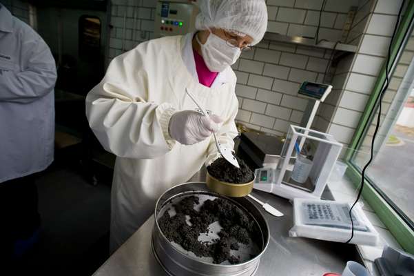 Freshly salted roe is packed into tins