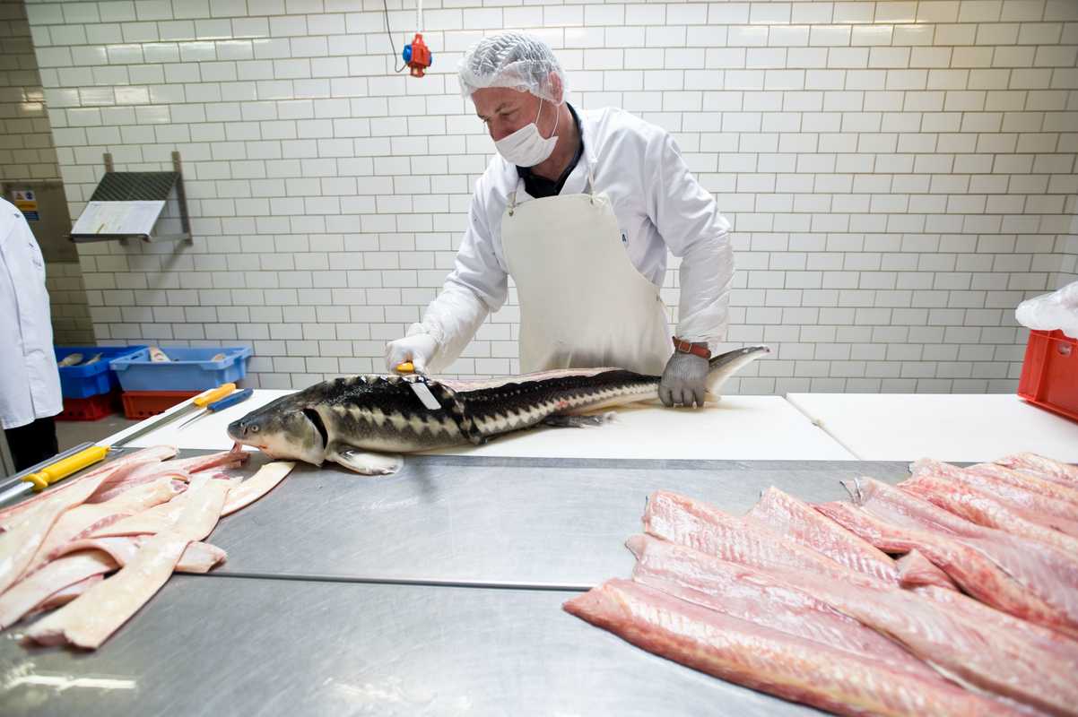 Once the caviar is extracted, the fish is used for fillets, fish stock, or glue