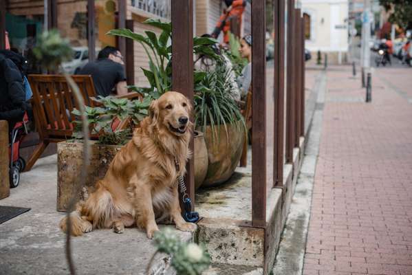 Dog-friendly restaurants are a common sight