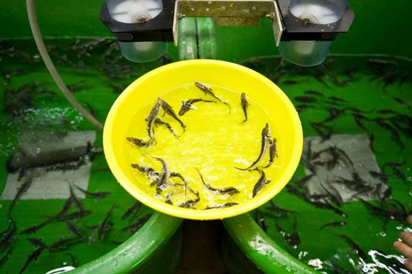 Baby sturgeon, hatched at the farm. In five or six years they’ll be big enough for slaughtering