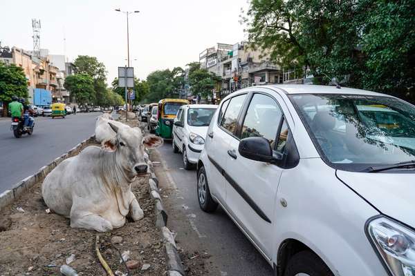 Cows and traffic don’t mix