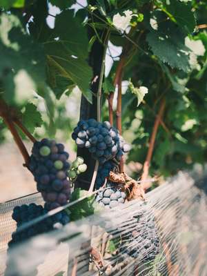 Norman Hardie’s thriving grape vines 