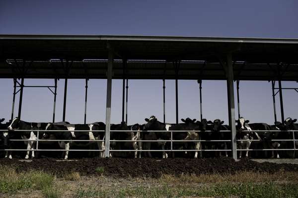 Cattle farm at Maabarot kibbutz, which is  located in the Sharon Plain