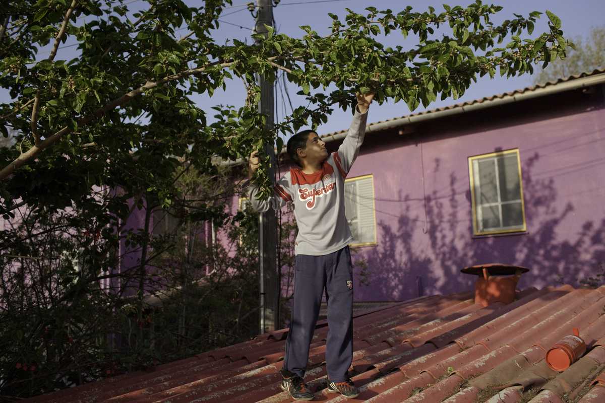 Child stands on his school roof to pick berries from a tree at Ma’agan Michael