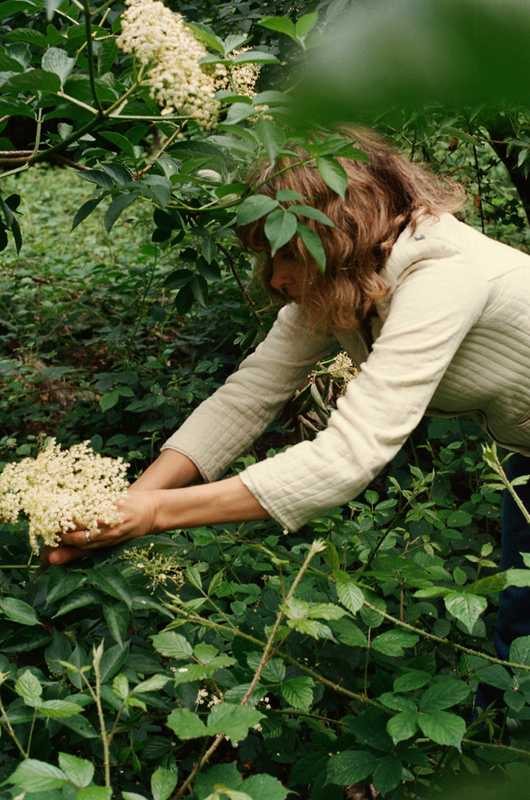 Lisa Smallpiece plucks fragrant elderflowers
