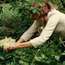 Lisa Smallpiece plucks fragrant elderflowers