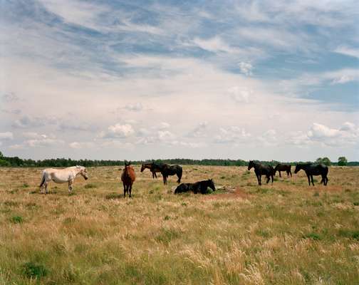 Gotland horses