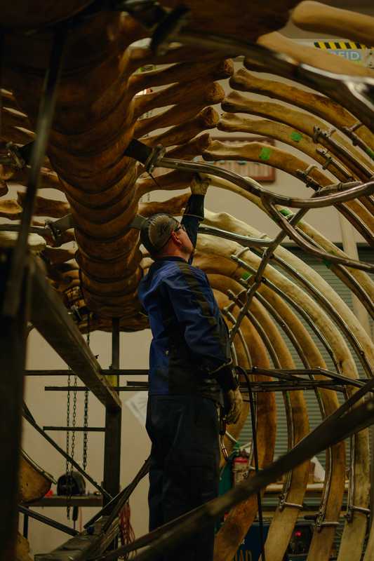 RCI’s blacksmith Jamie Bain in the belly of a blue whale 
