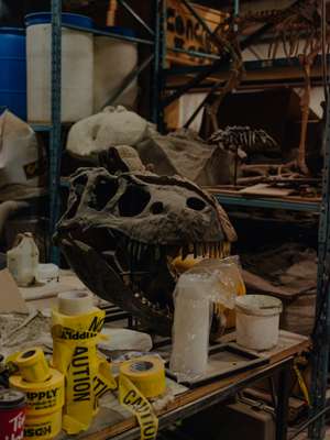 An Albertosaurus patiently awaits its makeover