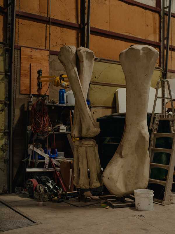 Cast of giant Ultrasaurus bones 