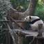 A giant panda, Chengdu’s mascot, at the popular Panda Base on the edge of the city