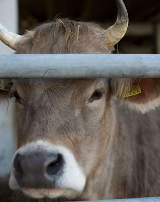 Dairy cow at Imfield’s dairy farm