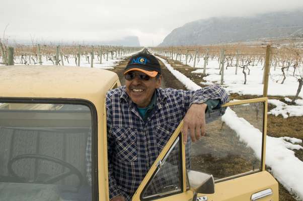 Vine pruner Steve Louie Lezard at the Nk’Mip Vineyard 