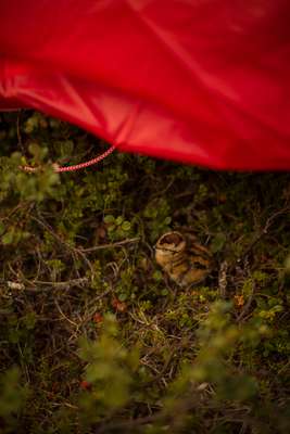 Seeing nature up close in northern Sweden