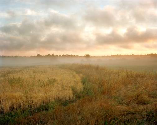 Fog in the fields