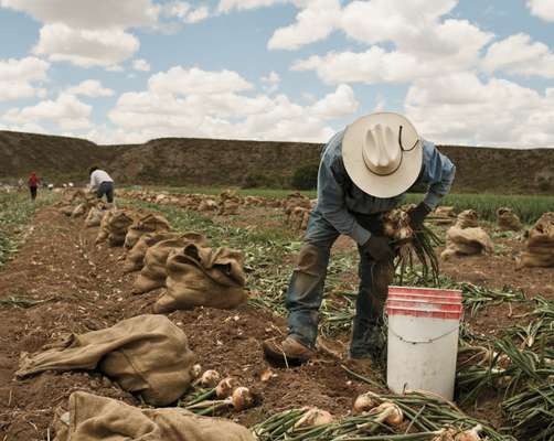 A Mexican farm worker in the US