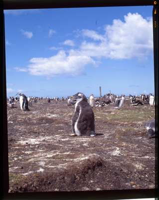 Young gentoo penguin in its rookery