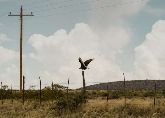 Texan turkey vulture taking flight