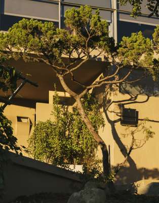 Trees trimmed Japanese-style