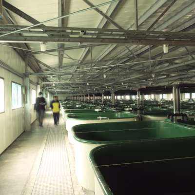 Empty tanks await new fry at the salmon hatchery at Malki