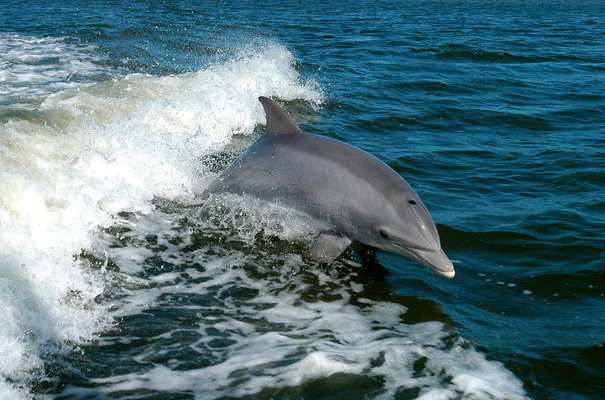 Dolphin kidnap