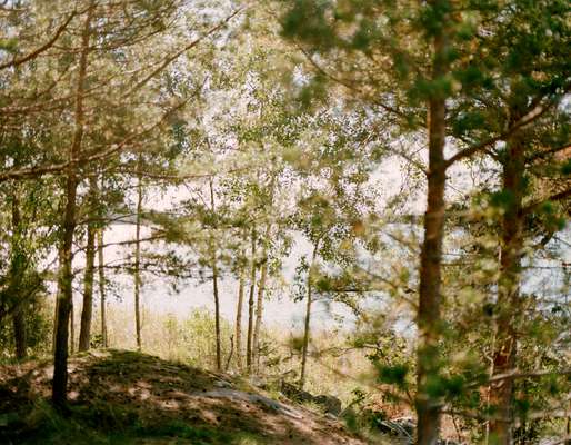 A good mix of pine and birch trees keep the island’s privacy intact