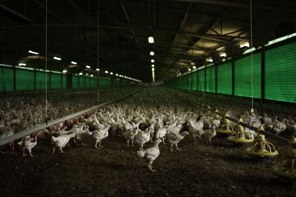 Poultry farm at Mishmar Hasharon kibbutz