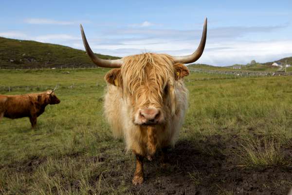 Highland cattle are part of the scenery