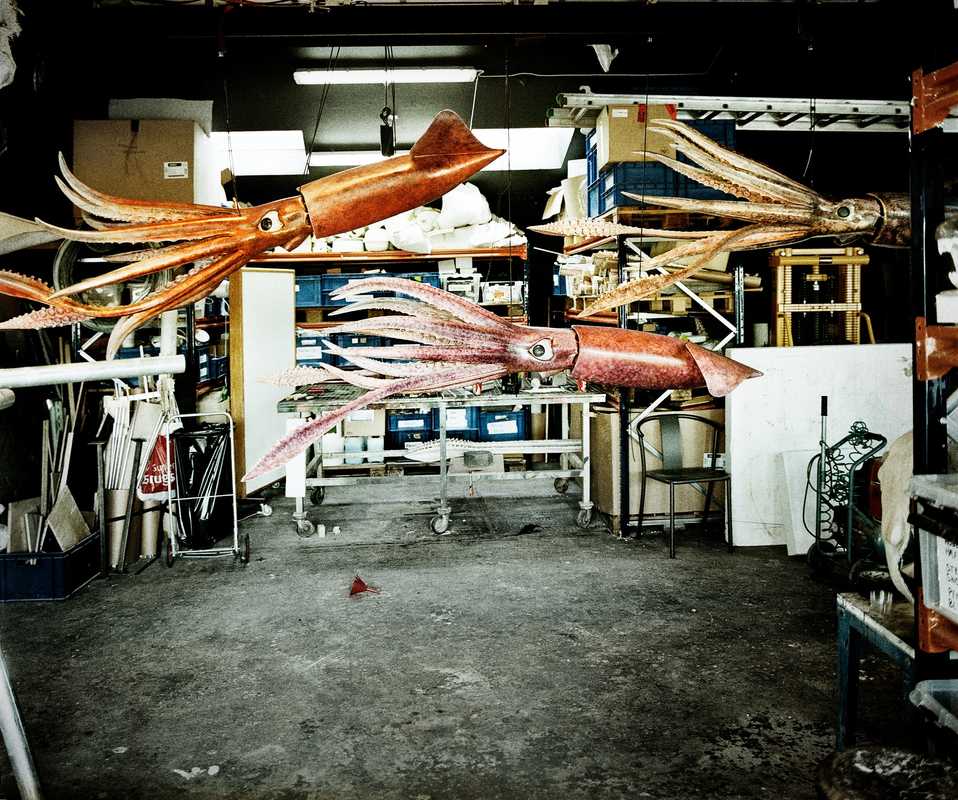Models of giant squid for Denmark’s Aquarium