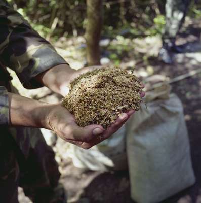 Harvested cannabis discovered in makeshift camp