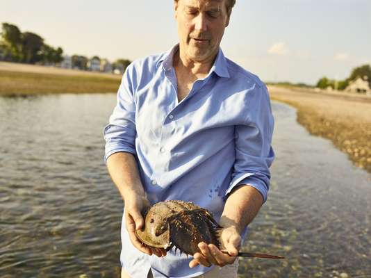 Horseshoe crab in Westport 