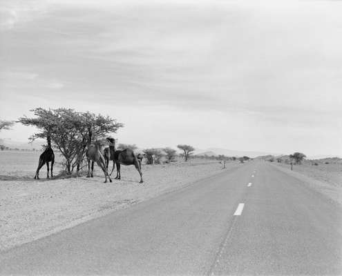 Camels love Ghaf trees –  no one else does