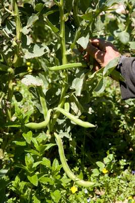 Massoud Youssef Massoud shows the green beans planted in Rmeileh