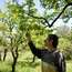 Massoud inspects fruit trees in his orchard in Rmeileh 