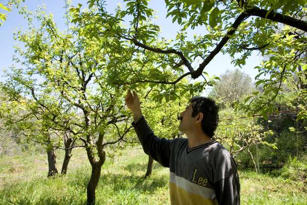 Massoud inspects fruit trees in his orchard in Rmeileh 