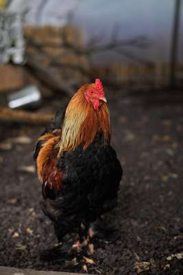 Alarm cluck