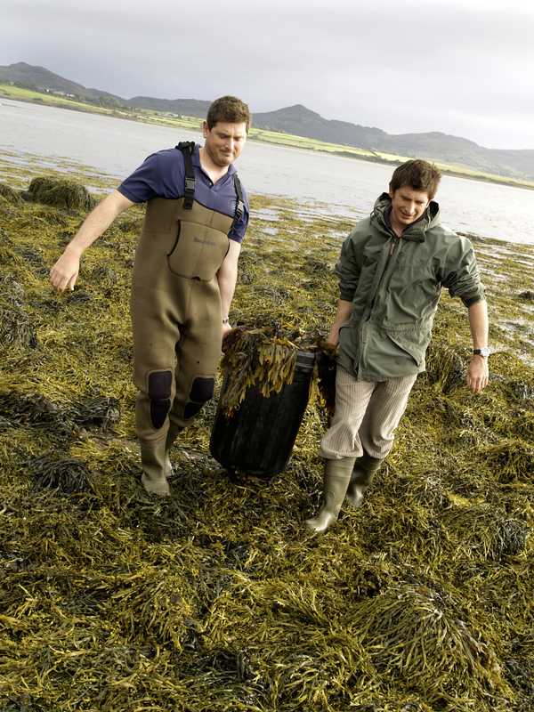 Seaweed harvest in Strandhill