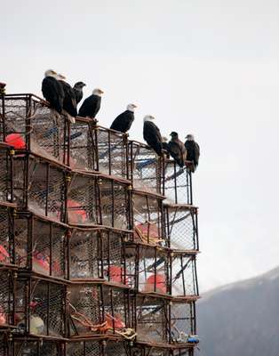 Unalaskan bald eagles