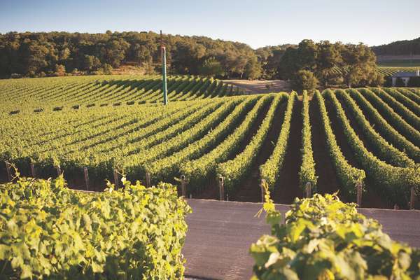 Vines on the 1,600-hectare estate