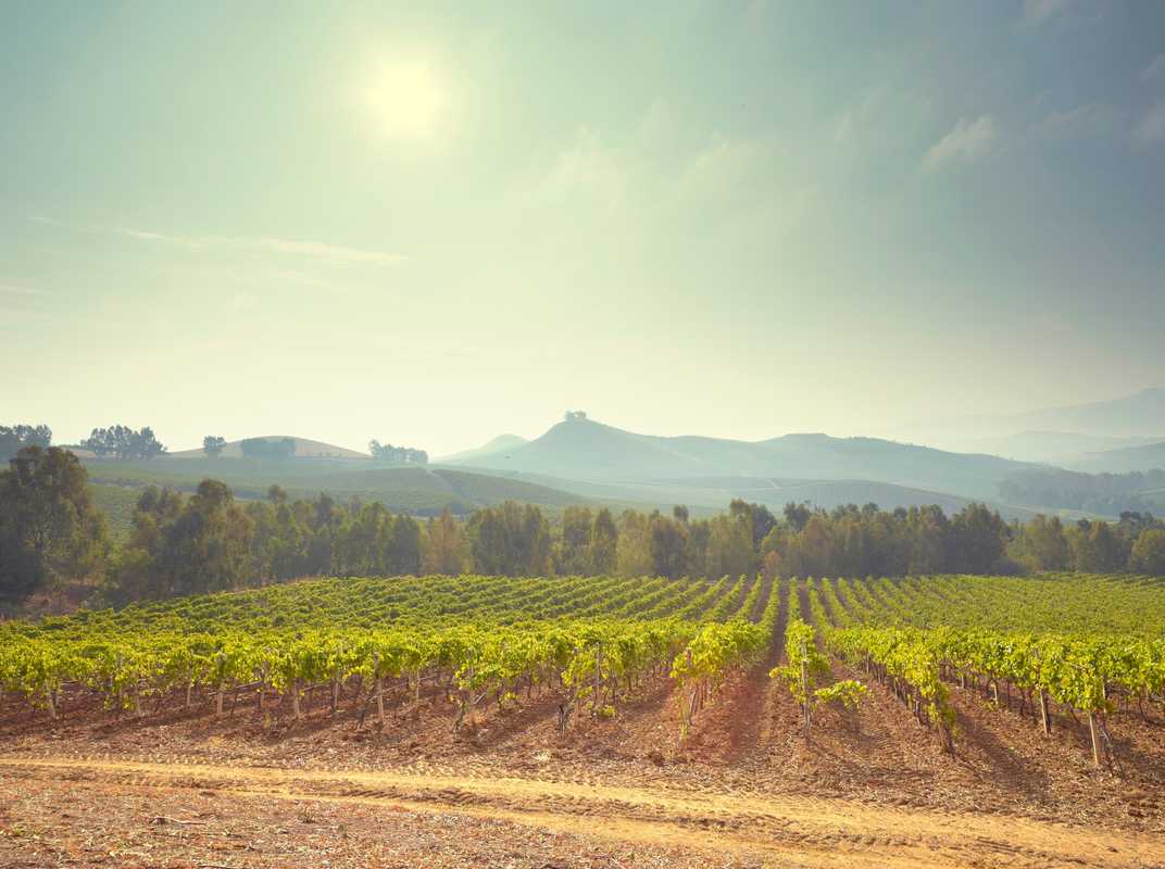 Vines at the Regaleali estate of Sicily’s Tasca d’Almerita winemaking dynasty