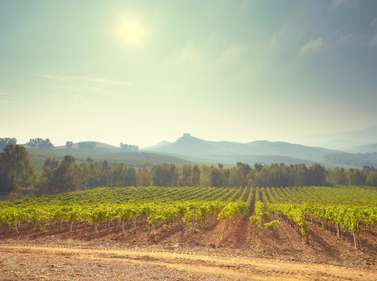 Vines at the Regaleali estate of Sicily’s Tasca d’Almerita winemaking dynasty